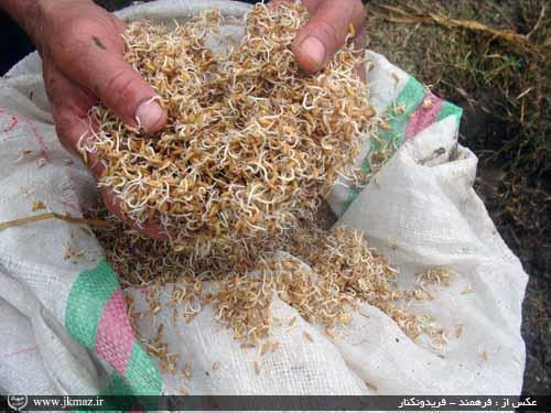 6 هزار کیلوگرم بذر گواهی شده برنج در نوشهر توزیع شد