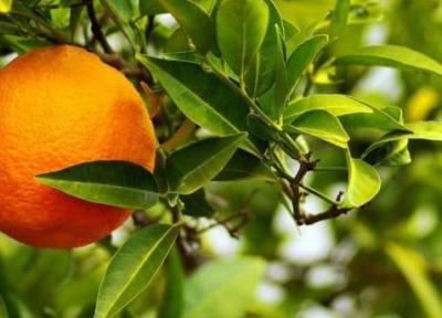 طبع نارنج ، مصلحات و خواص بی نظیر آن در طبی سنتی