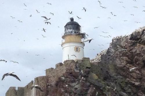 بازدید از مرکز پرندگان دریایی در اسکاتلند