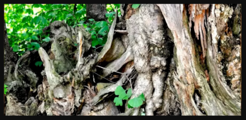 معمای توهم نوری: آیا می توانید جغد پنهان شده در میان درختان را در 12 ثانیه پیدا کنید؟